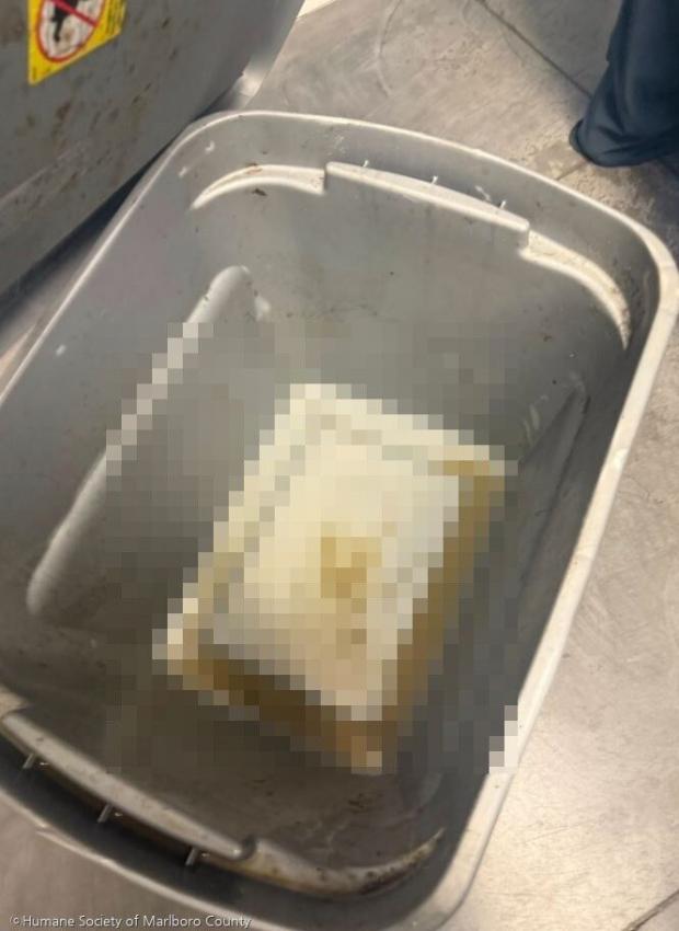 ⓒHumane Society of Marlboro County