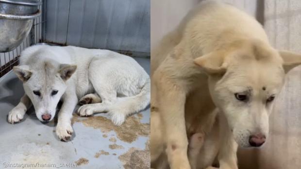 웃어야 입양가는데...항상 울상 짓던 강아지 '변하고 있어요'