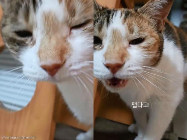 ‘화생방 훈련’ 당한 고양이, 눈물 범벅된 이유