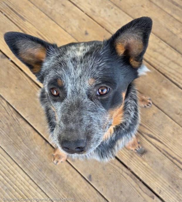 ⓒWashoe County Regional Animal Services
