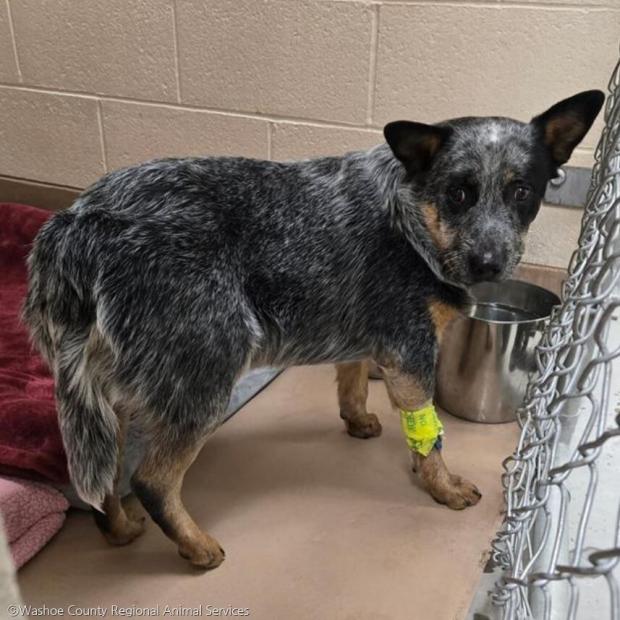 ⓒWashoe County Regional Animal Services
