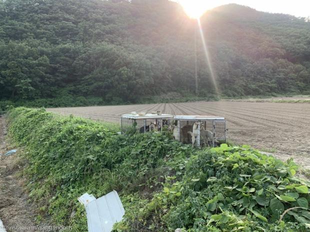 외진 밭 한복판 케이지의 방치견들..지자체는 '학대 아니야'