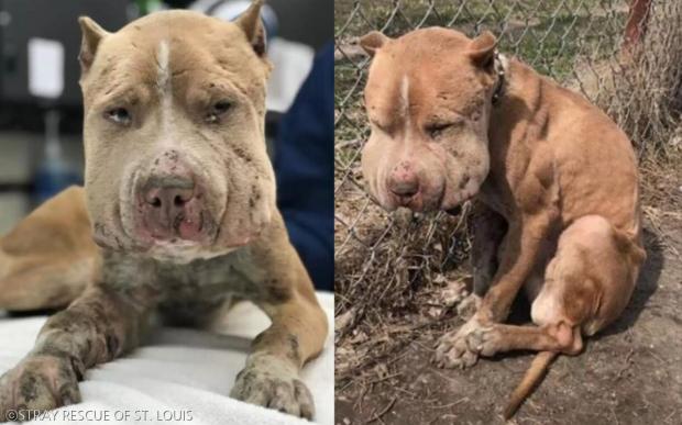 ⓒSTRAY RESCUE OF ST. LOUIS