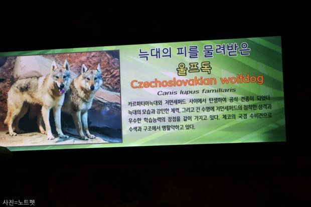 동물원에 전시되는 개와 고양이는 누가 보호해 주나