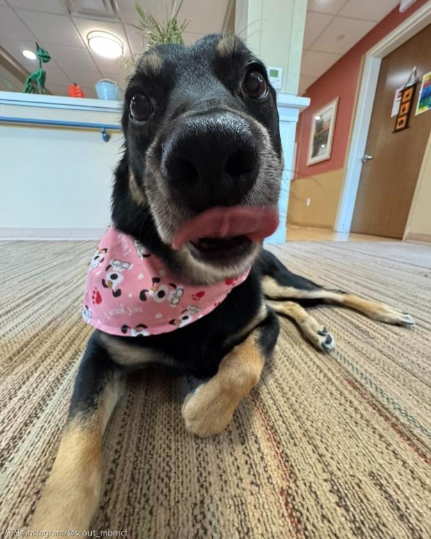 밤마다 요양원에 나타나 잠을 청한 유기견의 '삼고초려', 결말은 입양