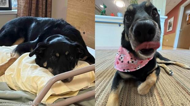 밤마다 요양원에 나타나 잠을 청한 유기견의 '삼고초려', 결말은 입양