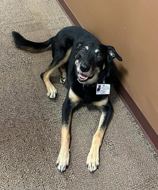 밤마다 요양원에 나타나 잠을 청한 유기견의 '삼고초려', 결말은 입양