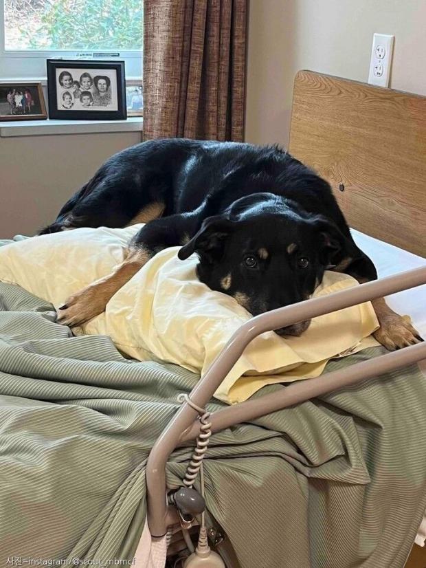 밤마다 요양원에 나타나 잠을 청한 유기견의 '삼고초려', 결말은 입양