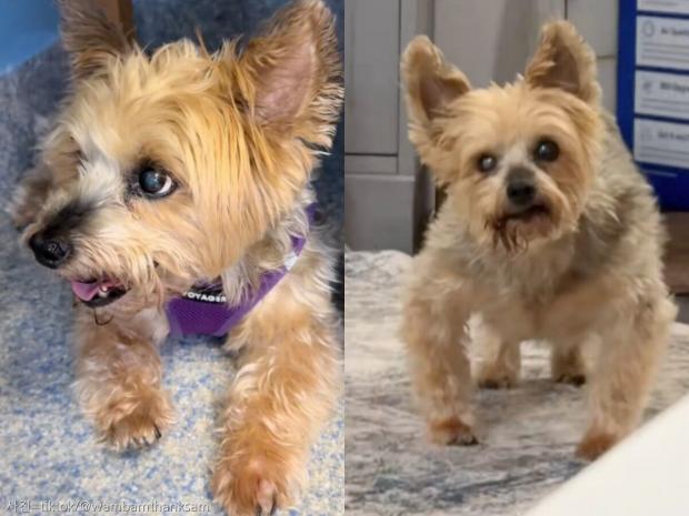 학대 경험으로 밥 급히 먹다가 그만 병원까지...그래도 먹는 게 좋은 강아지