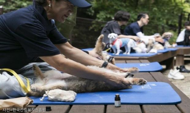반려동물과 함께하는 산림치유 프로그램, 국립양평치유의숲에서 11월까지 운영