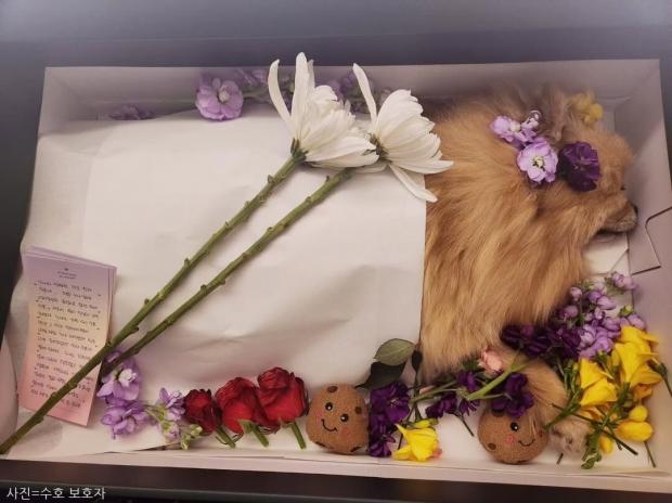 수년간 사망사고 잇따른 동물병원...보호자들 '부적절한 진료' 주장