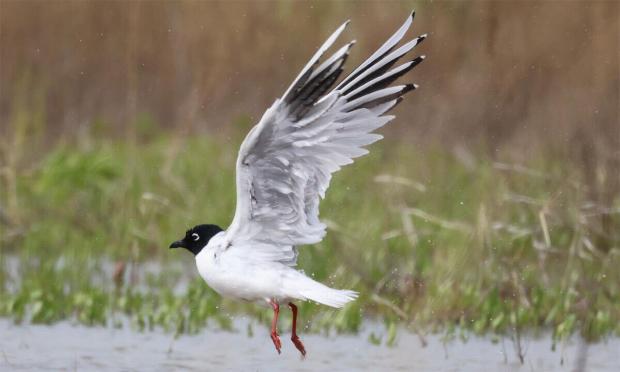 검은머리갈매기. 국립생물자원관 제공