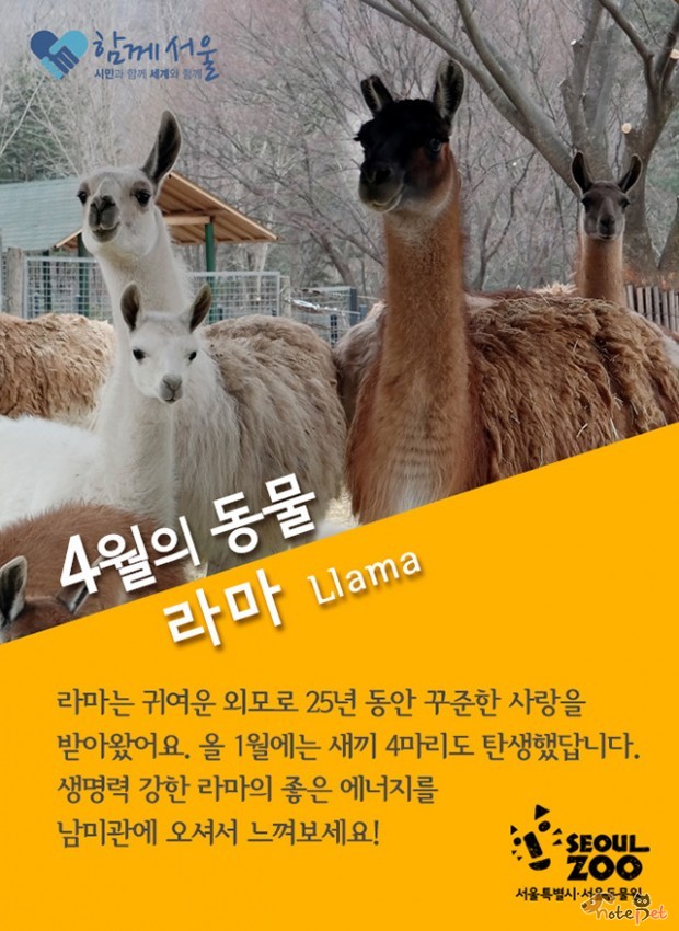 라마 이미지