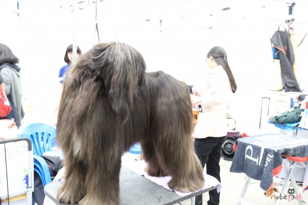 노트펫