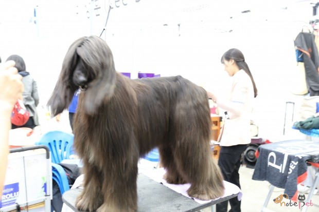 노트펫