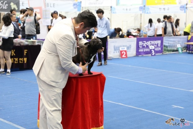 노트펫