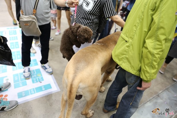 노트펫