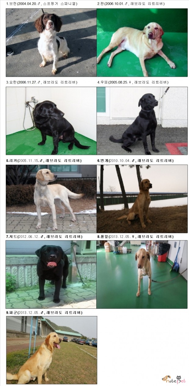 노트펫