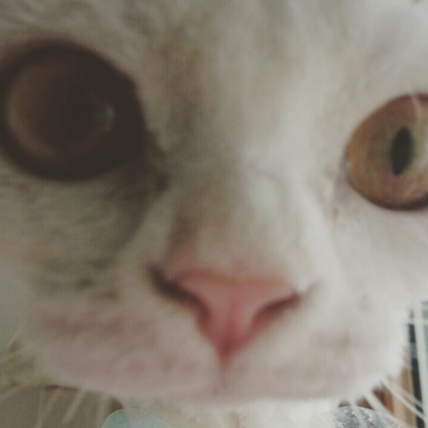 써니펫 이미지