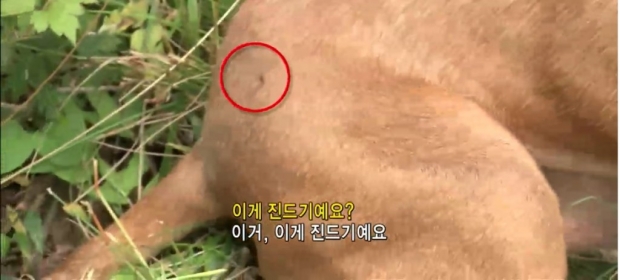 노트펫