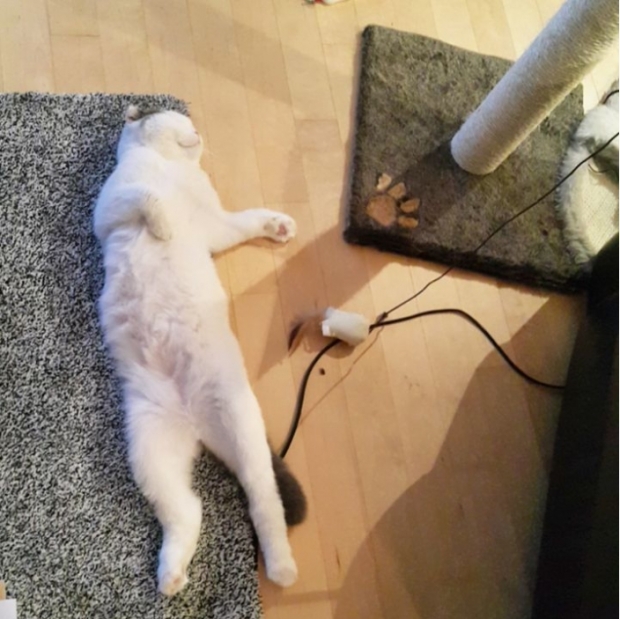 노트펫