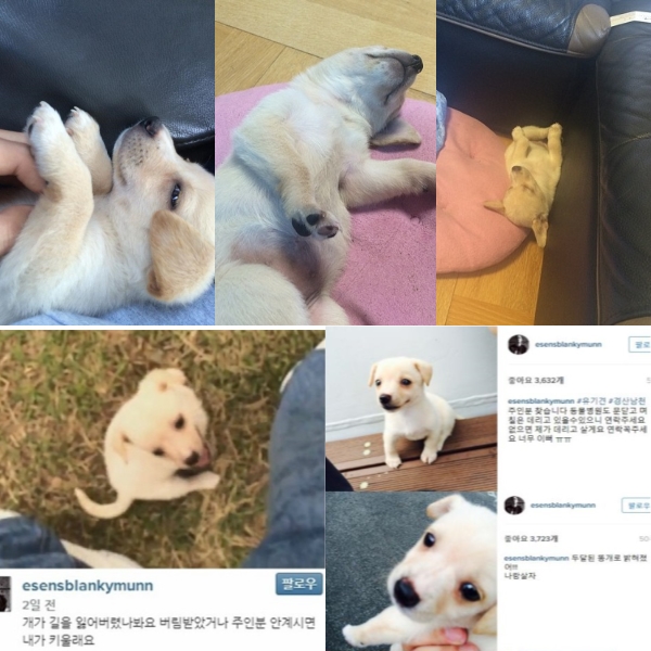 노트펫