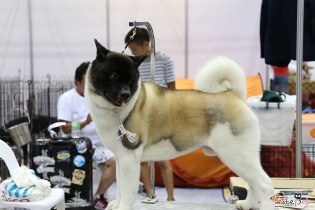 노트펫