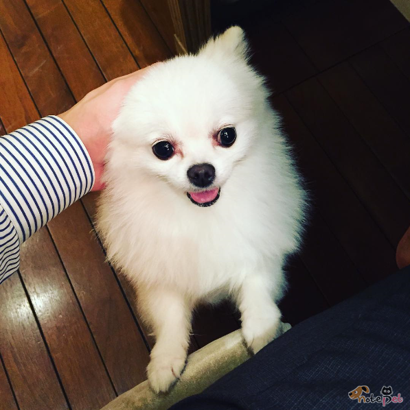 노트펫