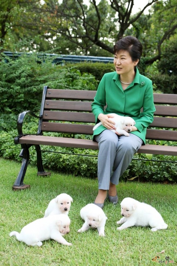 노트펫