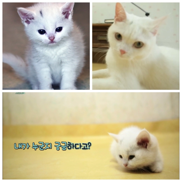 노트펫