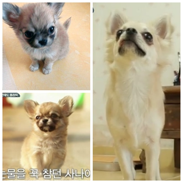 노트펫