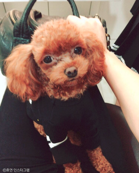 노트펫