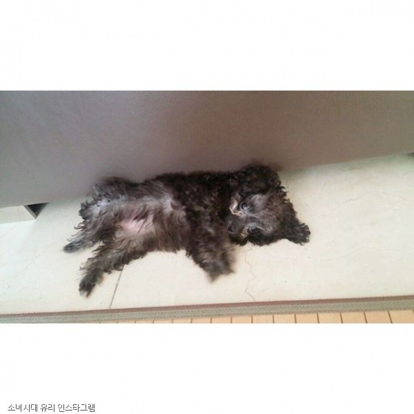 노트펫