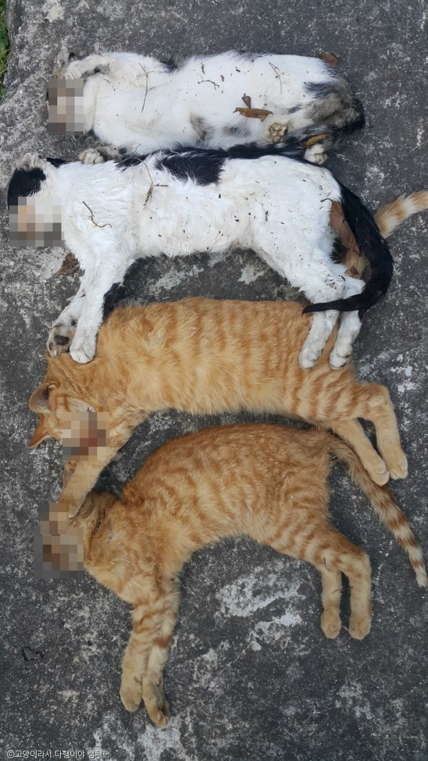 노트펫