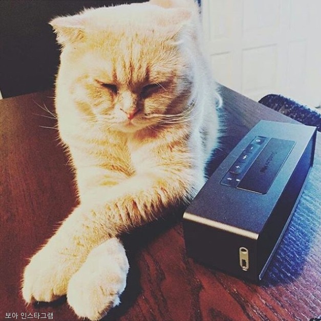 노트펫