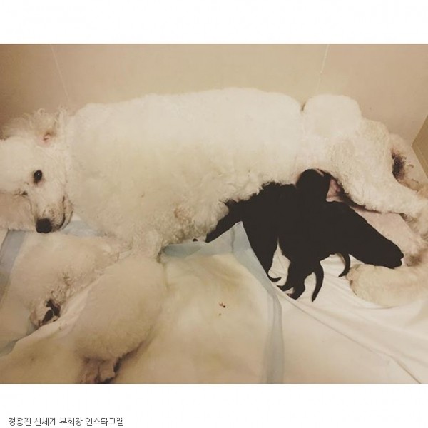 노트펫
