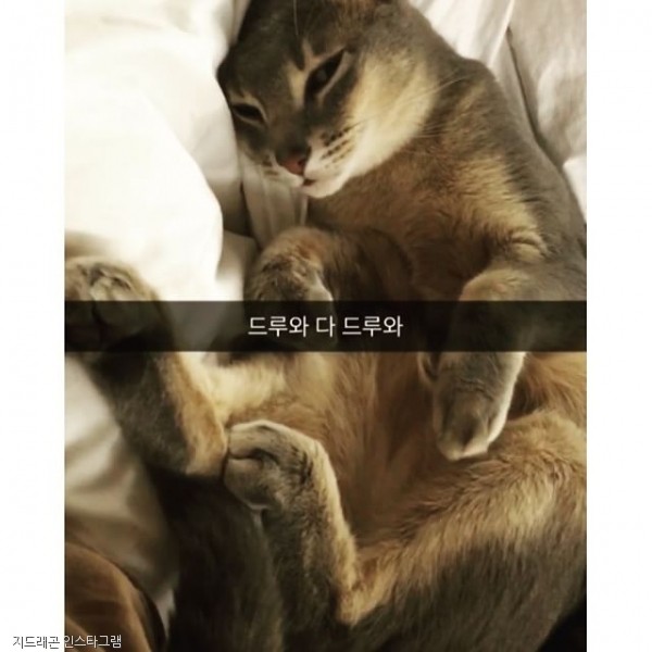 노트펫