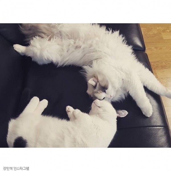 노트펫