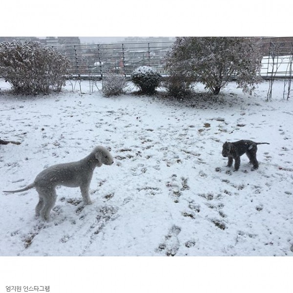 노트펫