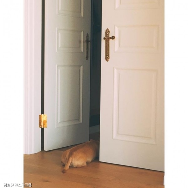 노트펫