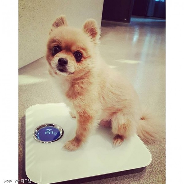 노트펫