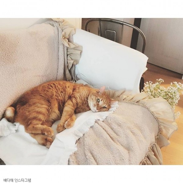 노트펫