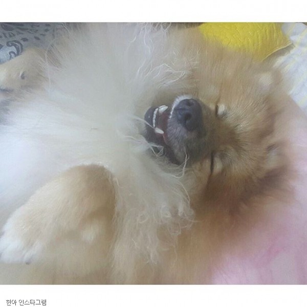 노트펫