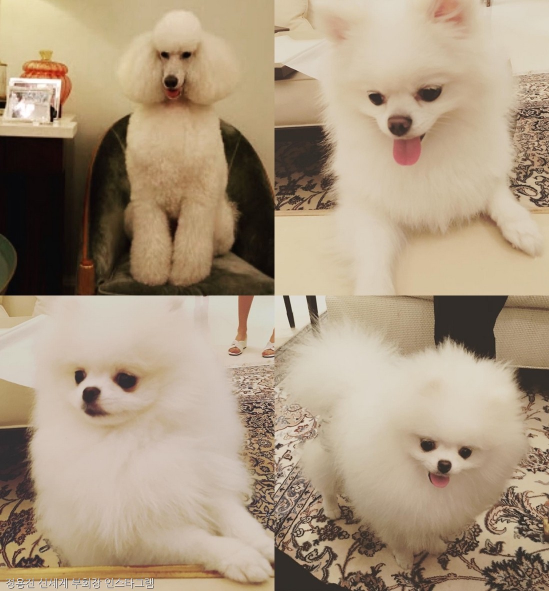 노트펫