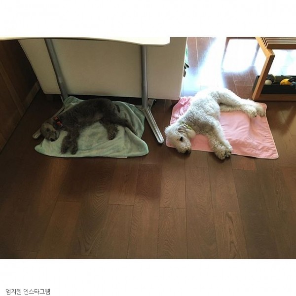 노트펫