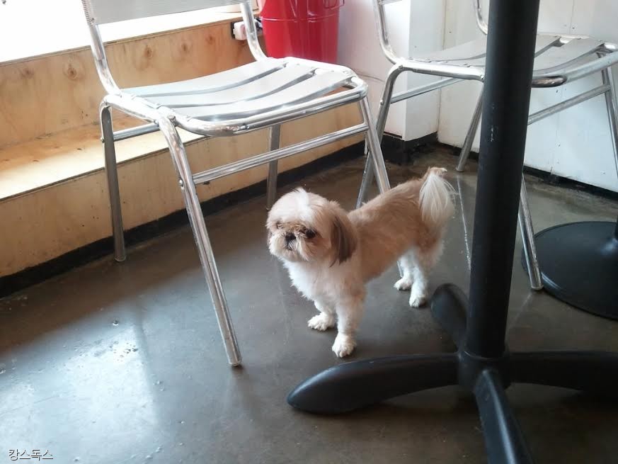 노트펫