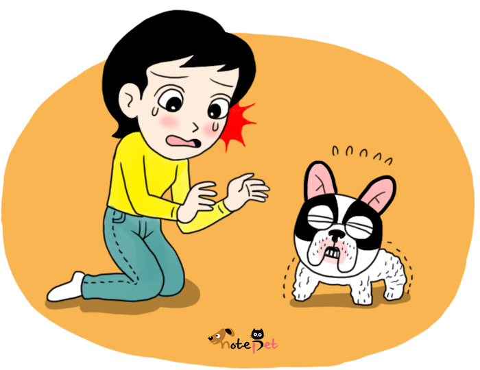 노트펫