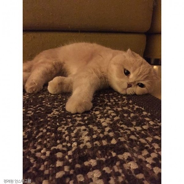 노트펫