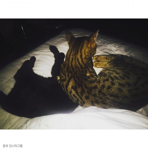 노트펫
