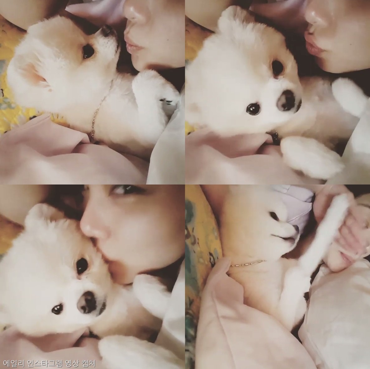 노트펫